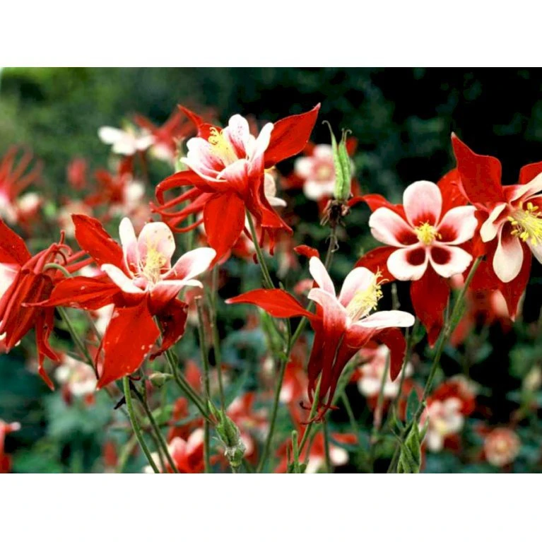 Langsporet Akeleje 'Crimson Star' Aquilegia Caerulea 'Crimson Star' 1 Liter Potte 7 Langsporet Akeleje 'Crimson Star' Aquilegia Caerulea 'Crimson Star' 1 Liter Potte - Billede 5