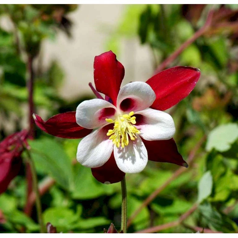 Langsporet Akeleje 'Crimson Star' Aquilegia Caerulea 'Crimson Star' 1 Liter Potte 3 Langsporet Akeleje 'Crimson Star' Aquilegia Caerulea 'Crimson Star' 1 Liter Potte