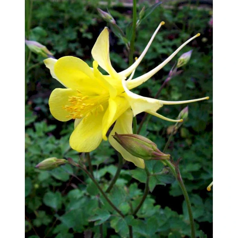 Langsporet Akeleje 'Yellow Queen' Aquilegia Chrysantha 'Yellow Queen' 1 Liter Potte 5 Langsporet Akeleje 'Yellow Queen' Aquilegia Chrysantha 'Yellow Queen' 1 Liter Potte - Billede 3