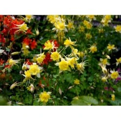Langsporet Akeleje 'Yellow Queen' Aquilegia Chrysantha 'Yellow Queen' 1 Liter Potte 9 Langsporet Akeleje 'Yellow Queen' Aquilegia Chrysantha 'Yellow Queen' 1 Liter Potte -Montoz Butik mi204 aquilegia chrysantha yellow queen fefa