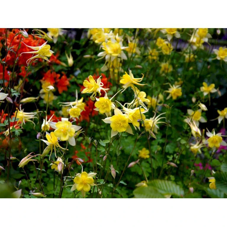 Langsporet Akeleje 'Yellow Queen' Aquilegia Chrysantha 'Yellow Queen' 1 Liter Potte 6 Langsporet Akeleje 'Yellow Queen' Aquilegia Chrysantha 'Yellow Queen' 1 Liter Potte - Billede 4
