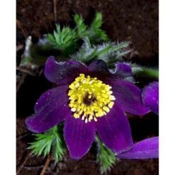 Opret Kobjælde Pulsatilla Vulgaris 10 Cm. Potte -Montoz Butik mi2072 pulsatilla vulgaris 0335