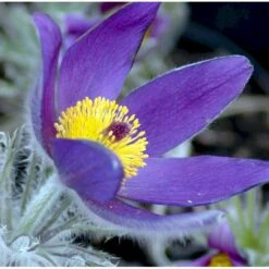 Opret Kobjælde Pulsatilla Vulgaris 10 Cm. Potte -Montoz Butik mi2072 pulsatilla vulgaris 1b07
