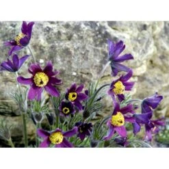 Opret Kobjælde Pulsatilla Vulgaris 10 Cm. Potte -Montoz Butik mi2072 pulsatilla vulgaris 88e0