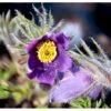 Opret Kobjælde Pulsatilla Vulgaris 10 Cm. Potte -Montoz Butik mi2072 pulsatilla vulgaris ad80