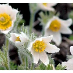 Opret Kobjælde Pulsatilla Vulgaris 'Alba' 10 Cm. Potte -Montoz Butik mi2073 pulsatilla vulgaris alba 3e4a