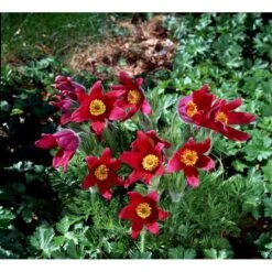 Kobjælde Pulsatilla Vulgaris 'Røde Klokke' 10 Cm. Potte 9 Kobjælde Pulsatilla Vulgaris 'Røde Klokke' 10 Cm. Potte -Montoz Butik mi2079 pulsatilla vulgaris roede klokke 7a00