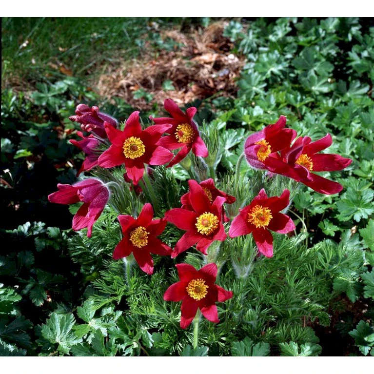 Kobjælde Pulsatilla Vulgaris 'Røde Klokke' 10 Cm. Potte 6 Kobjælde Pulsatilla Vulgaris 'Røde Klokke' 10 Cm. Potte - Billede 4