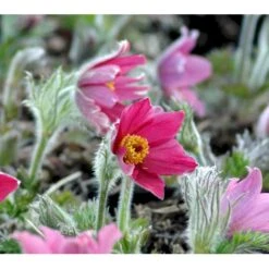 Kobjælde Pulsatilla Vulgaris 'Røde Klokke' 10 Cm. Potte 8 Kobjælde Pulsatilla Vulgaris 'Røde Klokke' 10 Cm. Potte -Montoz Butik mi2079 pulsatilla vulgaris roede klokke 8b88