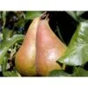 Pære 'Concorde' Pyrus Communis 'Concorde' Dværgtræ, 3-5 Grene, 6,7 Liter Potte, 80-100 Cm. -Montoz Butik mi2096 pyrus communis concorde 6876