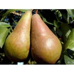 Pære 'Concorde' Pyrus Communis 'Concorde' Dværgtræ, 3-5 Grene, 6,7 Liter Potte, 80-100 Cm. -Montoz Butik mi2096 pyrus communis concorde f8ed