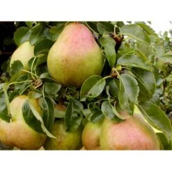 Pære 'Comice De Doyenne' Pyrus Communis 'Comice De Doyenne' 4-8 Grene. 120-160 Cm. Potte, (Kvæde A) -Montoz Butik mi2100 pyrus communis doyenne de comice 4514