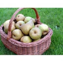 Pære 'Comice De Doyenne' Pyrus Communis 'Comice De Doyenne' 4-8 Grene. 120-160 Cm. Potte, (Kvæde A)