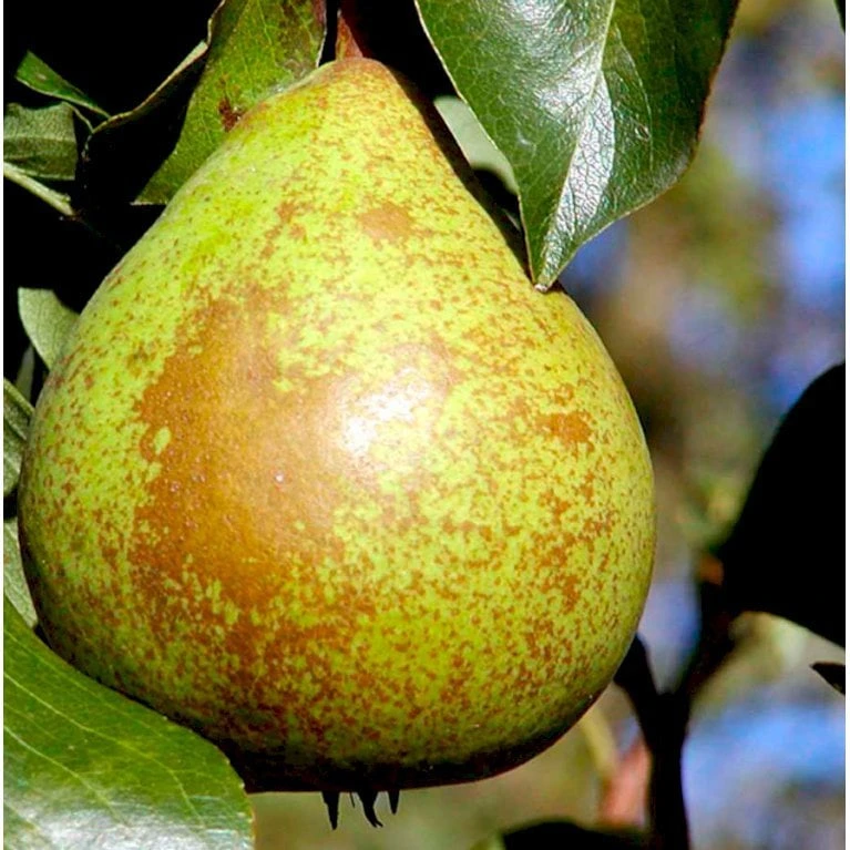 Pære 'Herrepære' Pyrus Communis 'Herrepære' Espalier 2 Etager,- Med Potte 3 Pære 'Herrepære' Pyrus Communis 'Herrepære' Espalier 2 Etager,- Med Potte