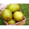 Pære 'Grev Moltke' Pyrus Communis 'Grev Moltke' 4-8 Grene. 120-160 Cm. Potte, (Kvæde A) -Montoz Butik mi2103 pyrus communis grev moltke 4837