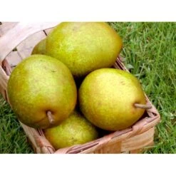 Pære 'Grev Moltke' Pyrus Communis 'Grev Moltke' 4-8 Grene. 120-160 Cm. Potte, (Kvæde A)