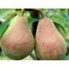 Pære 'Clapps Favorite' Pyrus Communis 'Clapps Favorite' 4-8 Grene. 120-160 Cm. Potte, (Kvæde A) -Montoz Butik mi2106 pyrus communis clapps favorite 8f2c