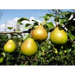 Pære 'Clara Frijs' Pyrus Communis 'Clara Frijs' Dværgtræ, 3-5 Grene, 6,7 Liter Potte, 80-100 Cm. -Montoz Butik mi2107 pyrus communis clara frijs d1cd