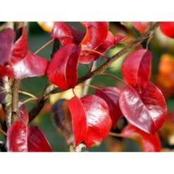 Pære 'Clara Frijs' Pyrus Communis 'Clara Frijs' Dværgtræ, 3-5 Grene, 6,7 Liter Potte, 80-100 Cm. -Montoz Butik mi2107 pyrus communis clara frijs fae7