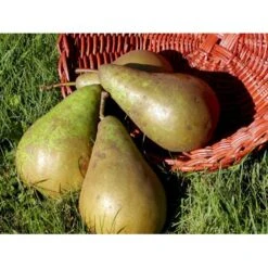 Pære 'Conference' Pyrus Communis 'Conference' Dværgtræ, 3-5 Grene, 6,7 Liter Potte, 80-100 Cm. -Montoz Butik mi2108 pyrus communis conference 7e0b