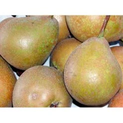 Pære 'Gråpære' Pyrus Communis 'Gråpære' Gennemgående Stamme, Med Kraftige Sidegrene, 30-35 Cm. Omkreds, Med Klump 7 Pære 'Gråpære' Pyrus Communis 'Gråpære' Gennemgående Stamme, Med Kraftige Sidegrene, 30-35 Cm. Omkreds, Med Klump -Montoz Butik mi2109 pyrus communis graapaere b356