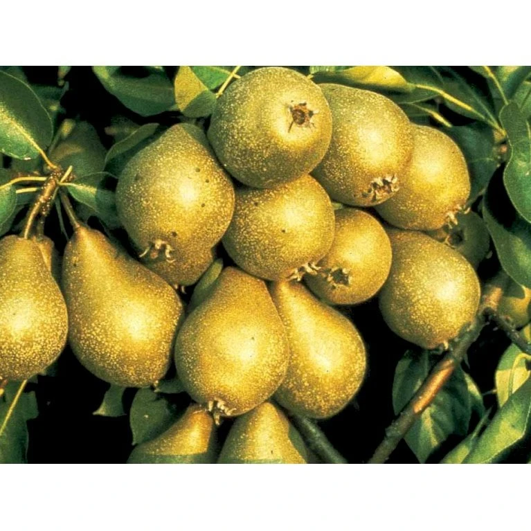 Pære 'Gråpære' Pyrus Communis 'Gråpære' Gennemgående Stamme, Med Kraftige Sidegrene, 30-35 Cm. Omkreds, Med Klump 3 Pære 'Gråpære' Pyrus Communis 'Gråpære' Gennemgående Stamme, Med Kraftige Sidegrene, 30-35 Cm. Omkreds, Med Klump