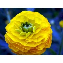 Guldknap Ranunculus Acris 'Multiplex' 1 Liter Potte -Montoz Butik mi2131 ranunculus acris multiplex 0035