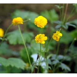 Guldknap Ranunculus Acris 'Multiplex' 1 Liter Potte