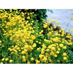 Guldknap Ranunculus Acris 'Multiplex' 1 Liter Potte -Montoz Butik mi2131 ranunculus acris multiplex 61e2