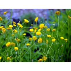 Guldknap Ranunculus Acris 'Multiplex' 1 Liter Potte -Montoz Butik mi2131 ranunculus acris multiplex a134