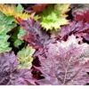 Prydrabarber Rheum Palmatum Var. Tanguticum 1 Liter Potte -Montoz Butik mi2138 rheum palmatum var tanguticum c0b5