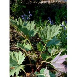 Prydrabarber Rheum Palmatum Var. Tanguticum 1 Liter Potte -Montoz Butik mi2138 rheum palmatum var tanguticum e625