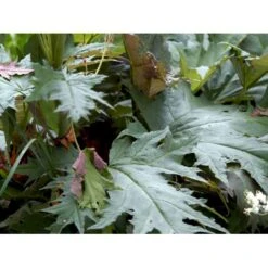 Prydrabarber Rheum Palmatum Var. Tanguticum 1 Liter Potte -Montoz Butik mi2138 rheum palmatum var tanguticum ed9f