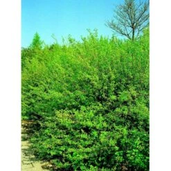 Fjeldribs 'Hemus' Ribes Alpinum 'Hemus' 3,5 Liter Potte -Montoz Butik mi2146 ribes alpinum dima 570e