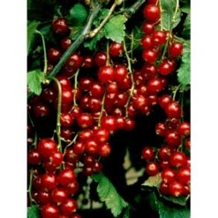 Ribs 'Stanza' Ribes Rubrum 'Stanza' 3,5 Liter Potte -Montoz Butik mi2151 ribes rubrum stanza 1c92