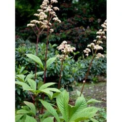 Kastanjebladet Bronzeblad Rodgersia Aesculifolia 1 Liter Potte -Montoz Butik mi2165 rodgersia aesculifolia 75b3