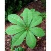 Kastanjebladet Bronzeblad Rodgersia Aesculifolia 1 Liter Potte -Montoz Butik mi2165 rodgersia aesculifolia f75f