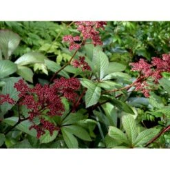 Bronzeblad Rodgersia Pinnata 'Superba' 1 Liter Potte -Montoz Butik mi2169 rodgersia pinnata superba a7d2