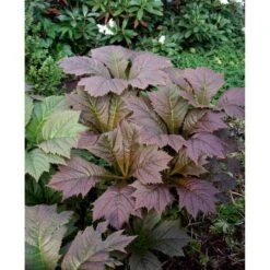 Bronzeblad Rodgersia Podophylla 1 Liter Potte -Montoz Butik mi2171 rodgersia podophylla 0568