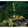 Bronzeblad Rodgersia Podophylla 1 Liter Potte
