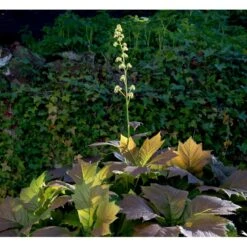Bronzeblad Rodgersia Podophylla 1 Liter Potte