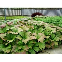 Bronzeblad Rodgersia Podophylla 1 Liter Potte -Montoz Butik mi2171 rodgersia podophylla 94b4