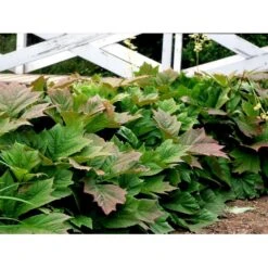 Bronzeblad Rodgersia Podophylla 1 Liter Potte -Montoz Butik mi2171 rodgersia podophylla b9ff