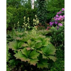 Bronzeblad Rodgersia Podophylla 1 Liter Potte -Montoz Butik mi2171 rodgersia podophylla d697