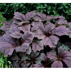 Bronzeblad Rodgersia Podophylla 1 Liter Potte -Montoz Butik mi2171 rodgersia podophylla dd97