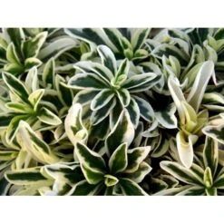 Kalkkarse 'Old Gold' Arabis Ferdinandi-coburgi 'Old Gold' 10 Cm. Potte -Montoz Butik mi219 arabis ferdinandi coburgi old gold 128d