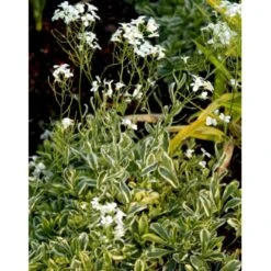 Kalkkarse 'Old Gold' Arabis Ferdinandi-coburgi 'Old Gold' 10 Cm. Potte -Montoz Butik mi219 arabis ferdinandi coburgi old gold a5cc