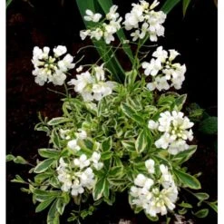 Kalkkarse 'Old Gold' Arabis Ferdinandi-coburgi 'Old Gold' 10 Cm. Potte