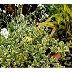 Kalkkarse 'Old Gold' Arabis Ferdinandi-coburgi 'Old Gold' 10 Cm. Potte -Montoz Butik mi219 arabis ferdinandi coburgi old gold ecdc