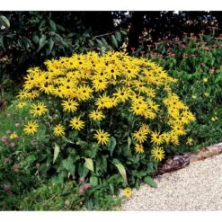 Solhat Rudbeckia Fulgida 'Goldsturm' 1 Liter Potte -Montoz Butik mi2262 rudbeckia fulgida goldsturm 2324